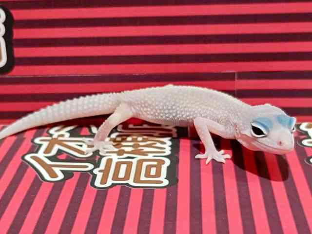 qEgJQhL