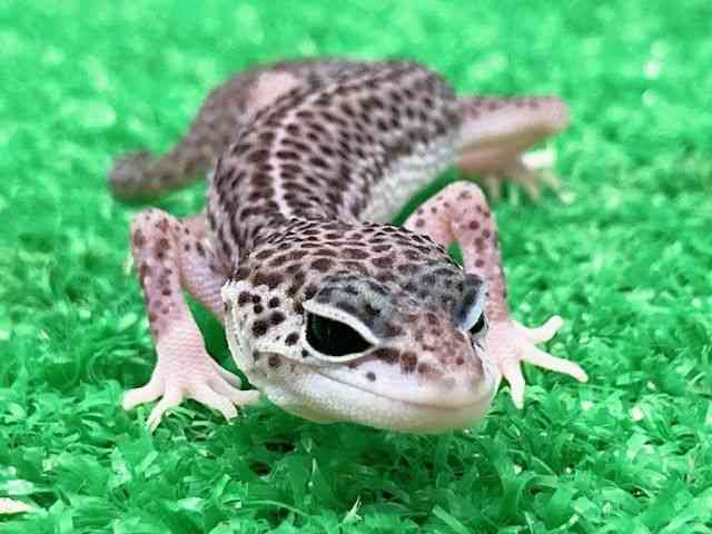 qEgJQhL
