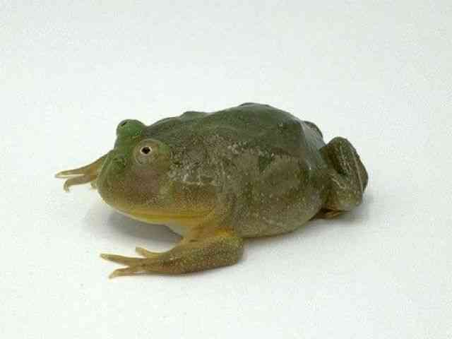 oWFbgKG