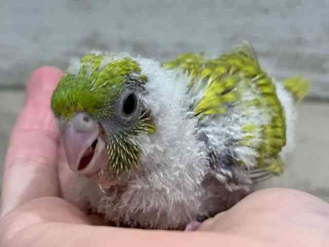 TUi~CR