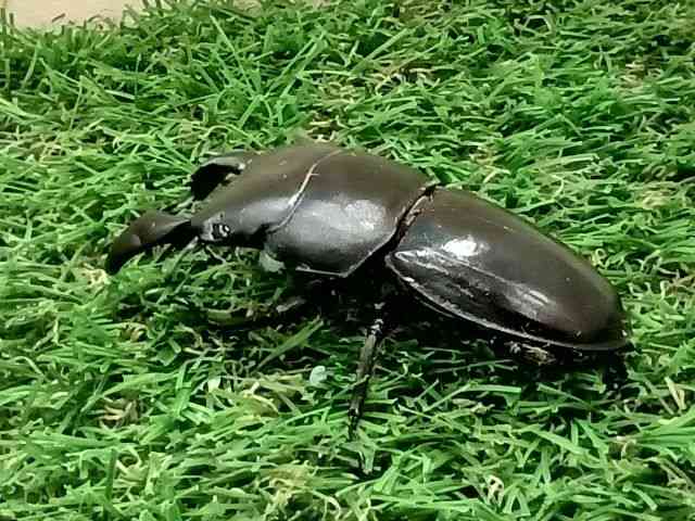 OY
