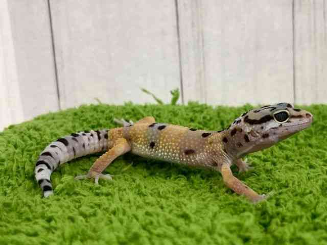 qEgJQhL