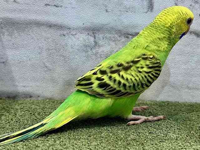 ZLZCCR