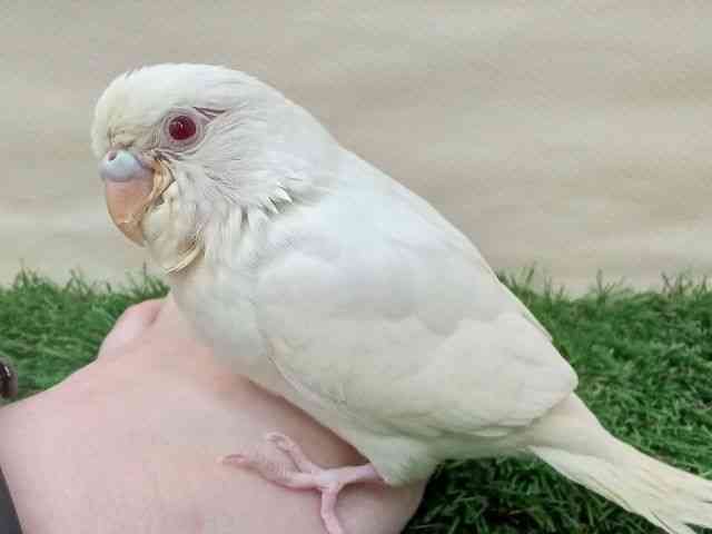 ZLZCCR