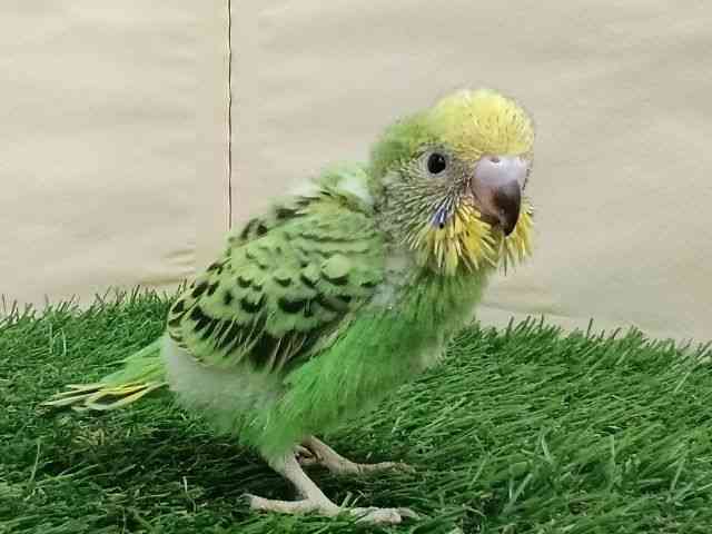 ZLZCCR