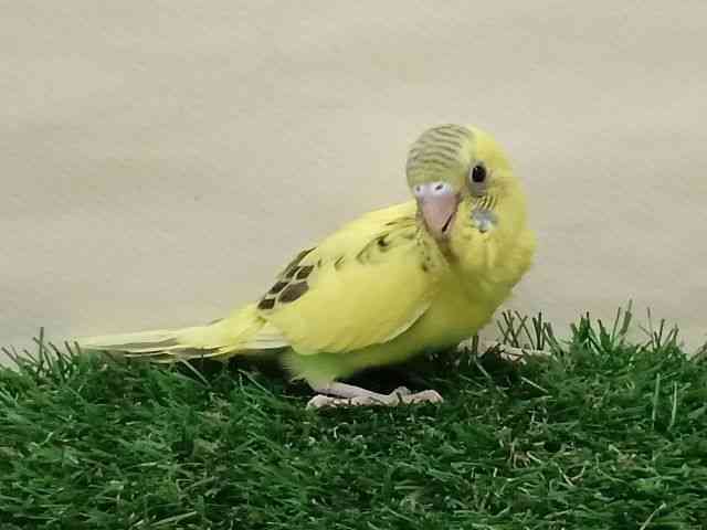 ZLZCCR
