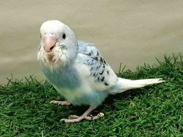 ZLZCCR