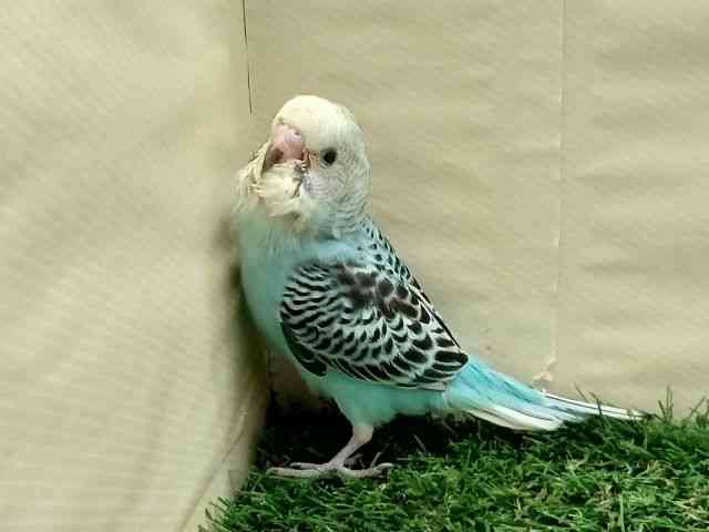 ZLZCCR