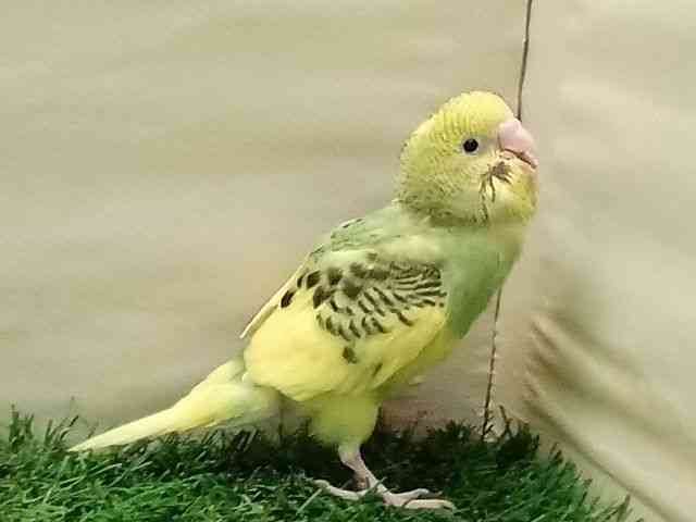 ZLZCCR
