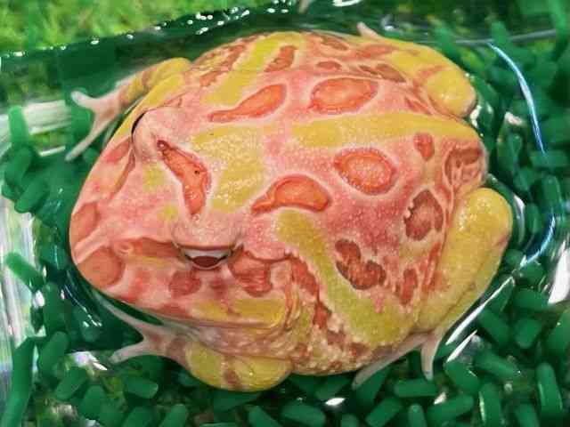 NEFcmKG