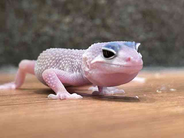 qEgJQhL