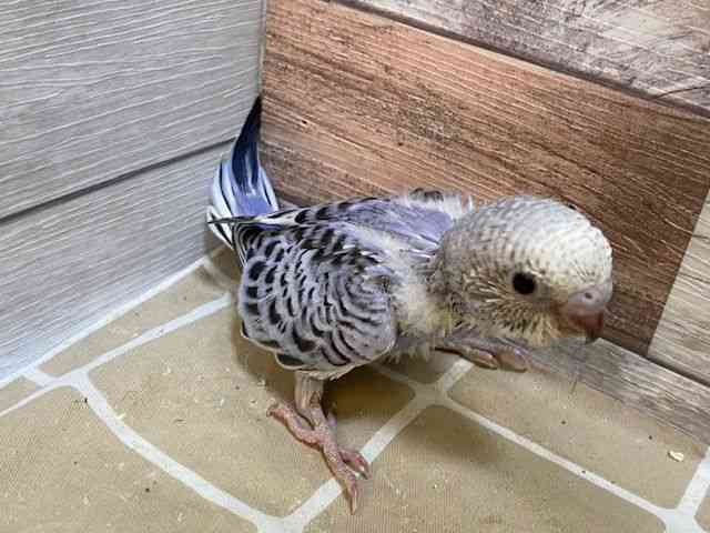 ZLZCCR