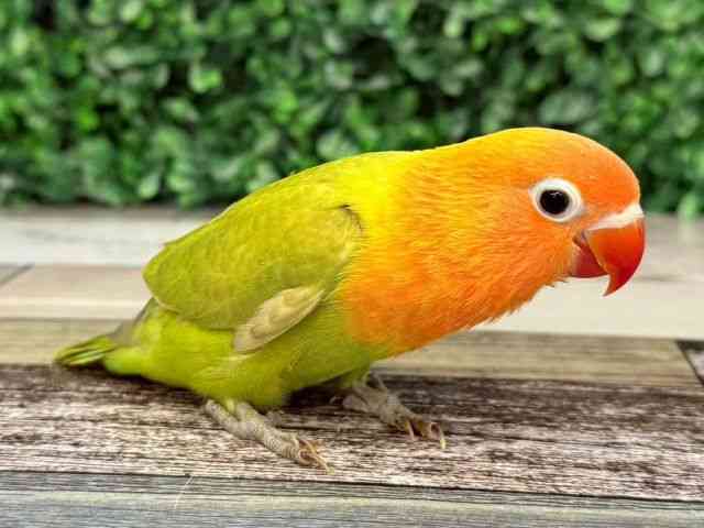{^CR