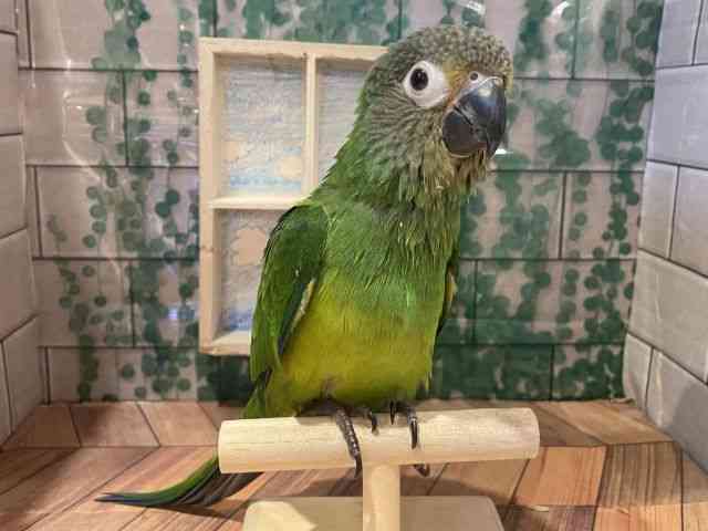 VtCR
