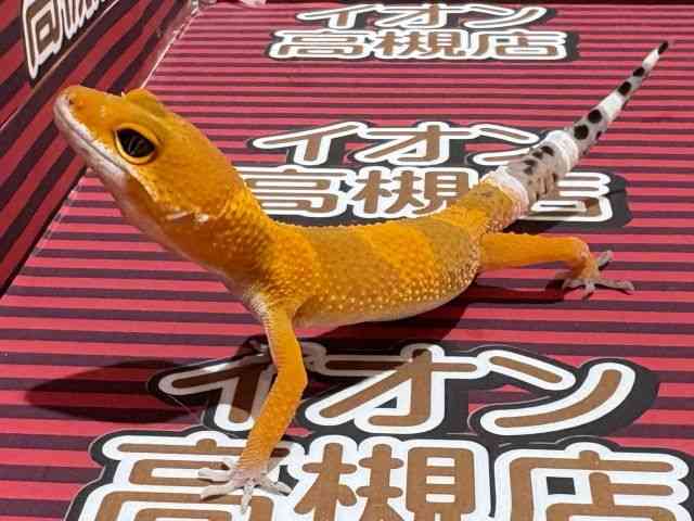 qEgJQhL