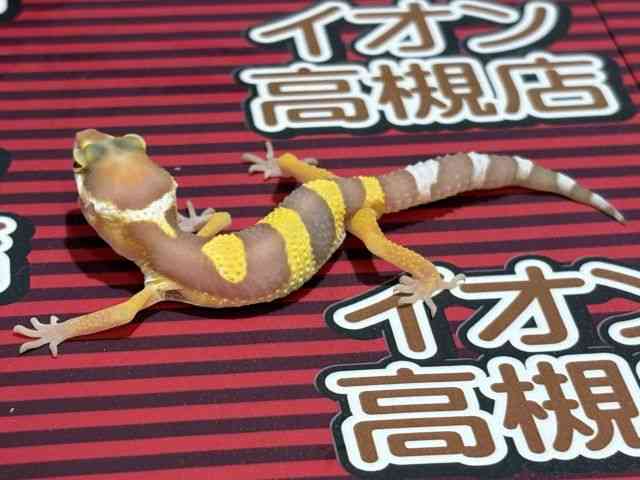 qEgJQhL