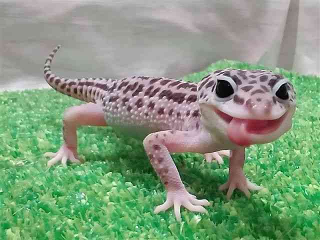 qEgJQhL