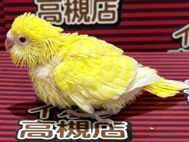ZLZCCR