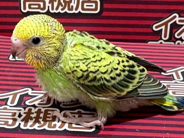 ZLZCCR