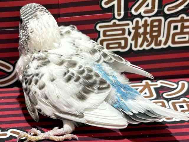 ZLZCCR