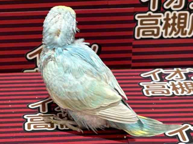 ZLZCCR