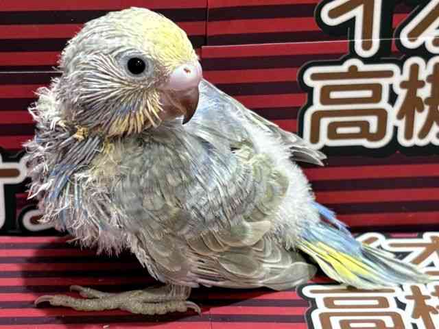 ZLZCCR