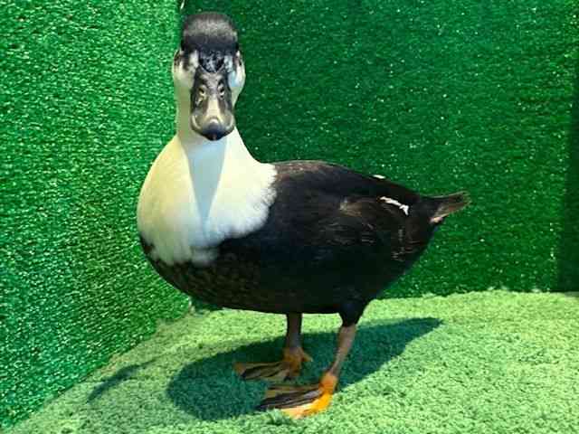 ̑iތnȋjj