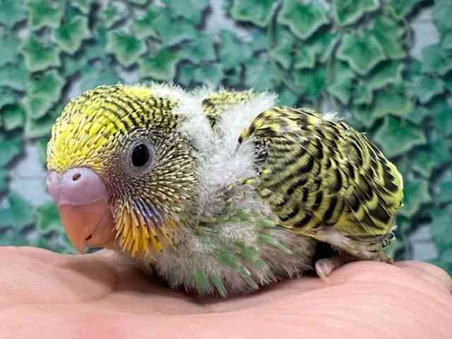 ZLZCCR