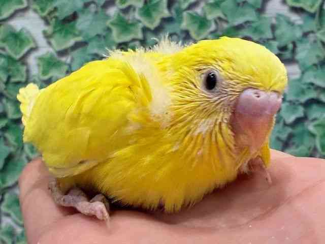 ZLZCCR