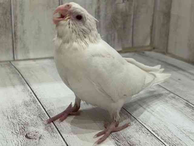 IJCR