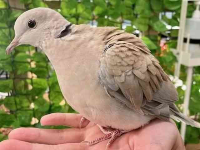 ̑iތnȋjj