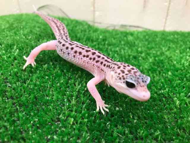 qEgJQhL