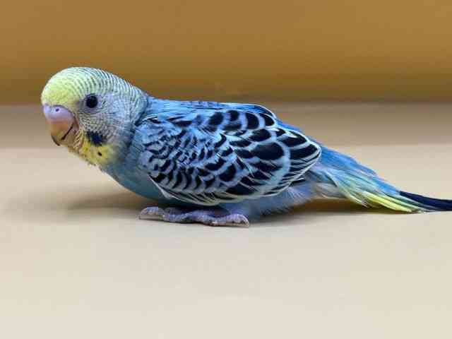 愛用していたインコです Subtitles] So touched! Budgie lends his precious ball to