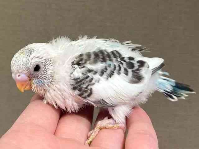 ZLZCCR