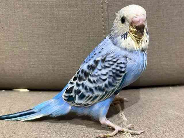 ZLZCCR