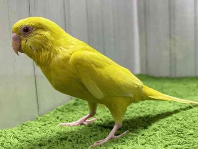 ZLZCCR