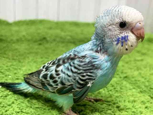 ZLZCCR