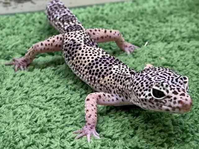 qEgJQhL