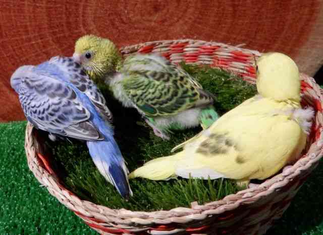 セキセイインコ ペットショップ ひごペットフレンドリー 近畿一円 ペットショップ 大阪 兵庫 奈良 京都 和歌山 犬猫ペットの事ならおまかせ