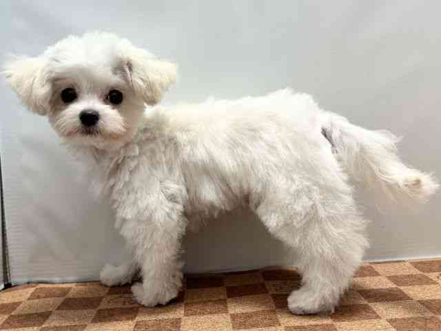 愛媛県のハーフ犬・ミックス犬 (ひごペットフレンドリーエミフルMASAKI店/2025年2月16日生まれ/男の子/クリーム)の子犬の3枚目の画像