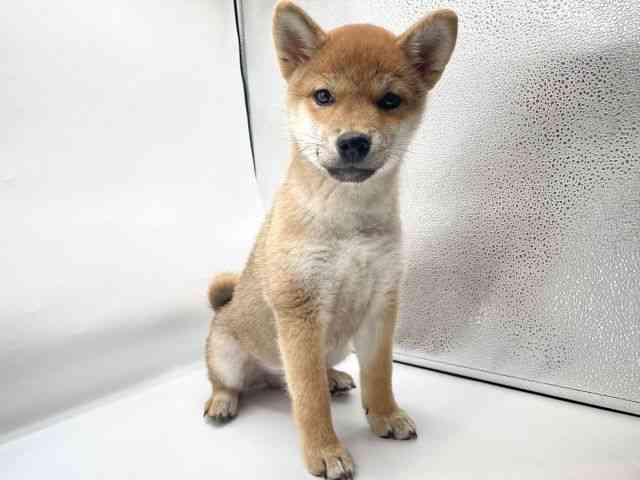 香川県の柴犬(標準サイズ) (ひごペットフレンドリーゆめタウン高松店/2025年3月22日生まれ/男の子/赤)の子犬の3枚目の画像