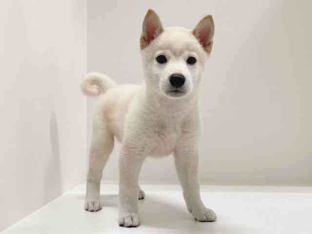 兵庫県の柴犬(標準サイズ) (ひごペットフレンドリーイトーヨーカドー明石店/2025年3月29日生まれ/男の子/白)の子犬の3枚目の画像