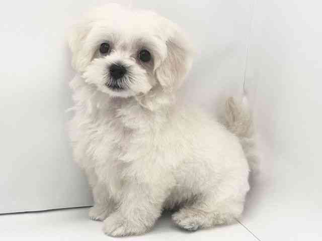 兵庫県のハーフ犬・ミックス犬 (ひごペットフレンドリークラウンパーク伊丹店/2025年4月9日生まれ/女の子/クリーム)の子犬の3枚目の画像