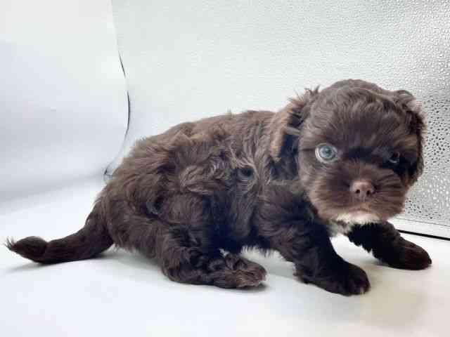 香川県のハーフ犬・ミックス犬 (ひごペットフレンドリーゆめタウン高松店/2025年4月9日生まれ/男の子/チョコレート)の子犬の3枚目の画像