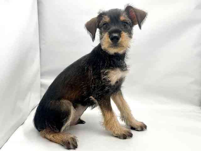 大阪府のハーフ犬・ミックス犬 (ひごペットフレンドリー東淀川店/2025年4月15日生まれ/男の子/レッド)の子犬の3枚目の画像