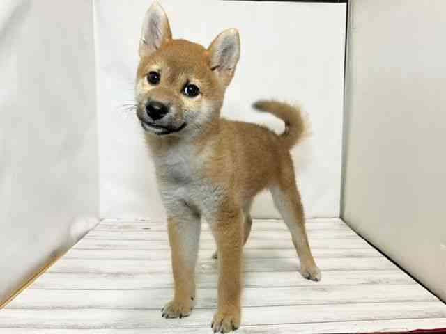 和歌山県の柴犬(標準サイズ) (ひごペットフレンドリーパームシティ和歌山店/2025年4月19日生まれ/男の子/赤)の子犬の3枚目の画像