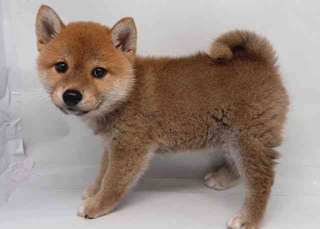鳥取県の柴犬(標準サイズ) (ひごペットフレンドリーイオンモール鳥取北店/2025年4月20日生まれ/男の子/赤)の子犬の3枚目の画像