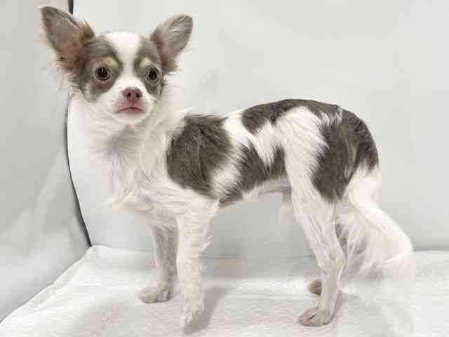 高知県のチワワ(ロング) (ひごペットフレンドリーイオンモール高知店/2025年4月21日生まれ/男の子/イザベラタンホワイト)の子犬の3枚目の画像