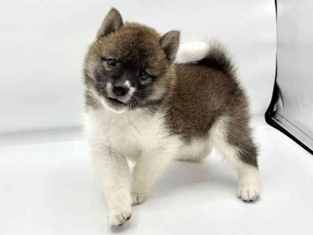 大阪府の柴犬(標準サイズ) (ひごペットフレンドリーららぽーとEXPOCITY店/2025年4月22日生まれ/男の子/赤)の子犬の3枚目の画像