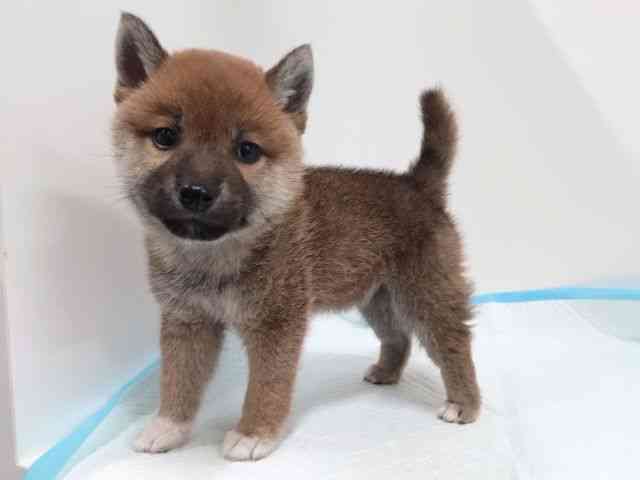 奈良県の柴犬(標準サイズ) (ひごペットフレンドリーイオンモール橿原ウエストビレッジ店/2025年4月22日生まれ/女の子/赤)の子犬の3枚目の画像